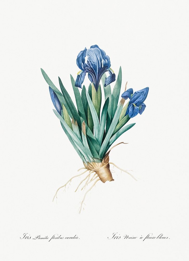 Pygmy iris illustration from Les liliac&eacute;es (1805) by Pierre-Joseph Redout&eacute;. Original from New York Public…