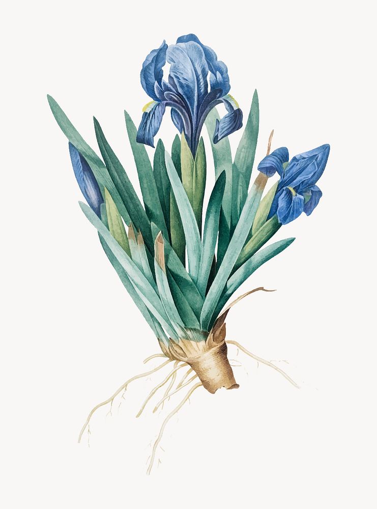Vintage Illustration of Pygmy iris
