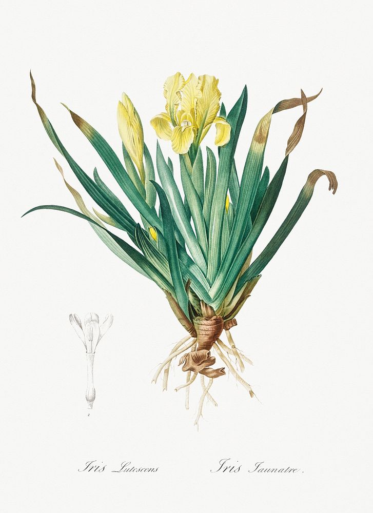 Crimean iris illustration from Les liliac&eacute;es (1805) by Pierre-Joseph Redout&eacute;. Original from New York Public…