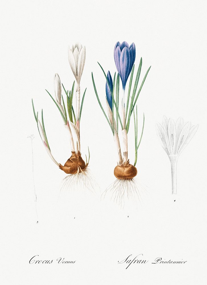 Spring crocus illustration from Les liliac&eacute;es (1805) by Pierre Joseph Redout&eacute; (1759-1840). Original from New…