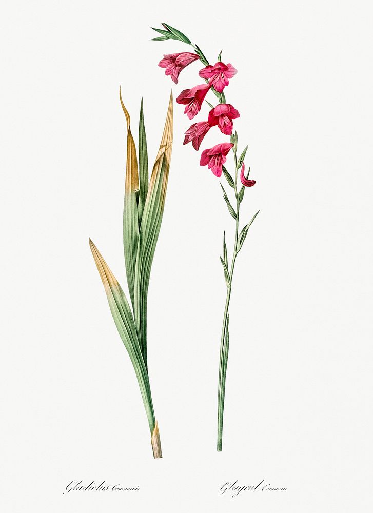 Eastern gladiolus illustration from Les liliac&eacute;es (1805) by Pierre-Joseph Redout&eacute;. Original from New York…