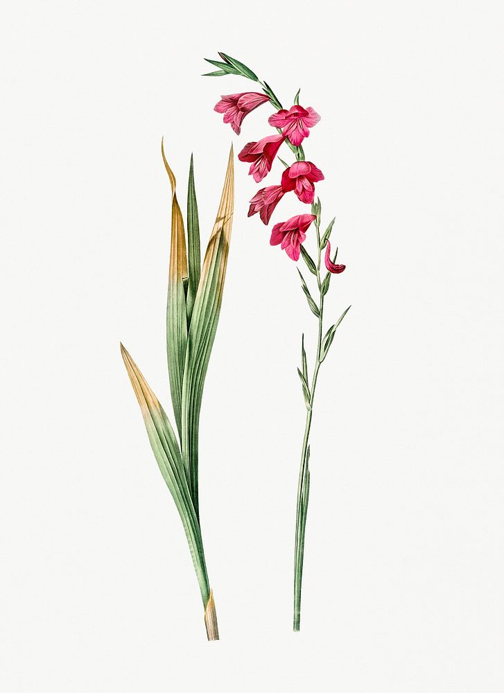 Vintage Illustration of Eastern gladiolus