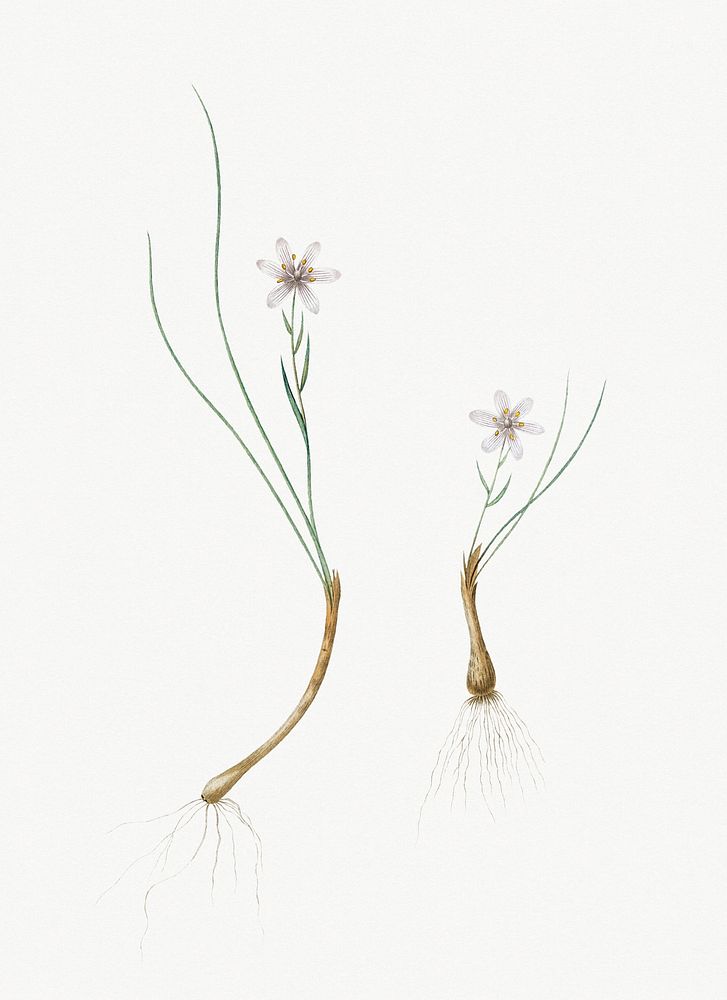 Vintage Illustration of Snowdon lily