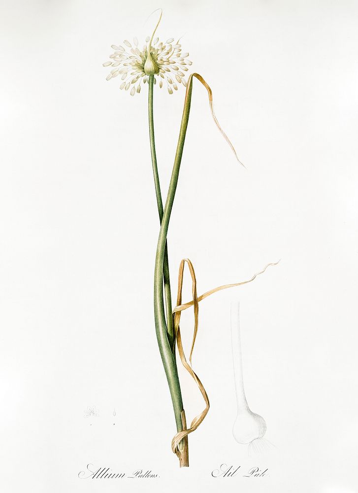 Wild onion illustration from Les liliac&eacute;es (1805) by Pierre Joseph Redout&eacute; (1759-1840). Original from New York…