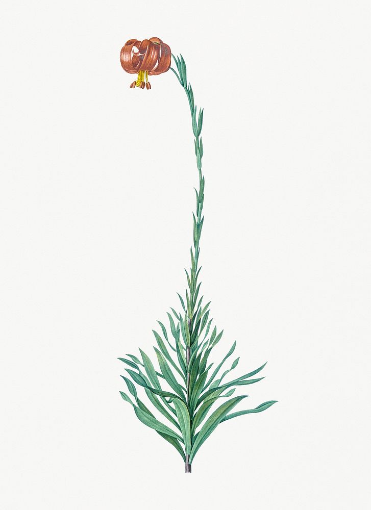 Vintage Illustration of Scarlet martagon lily