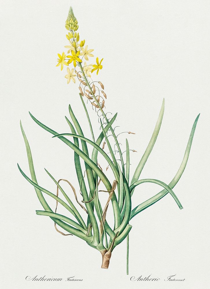 Stalked bulbine illustration from Les liliac&eacute;es (1805) by Pierre Joseph Redout&eacute; (1759-1840). Original from New…