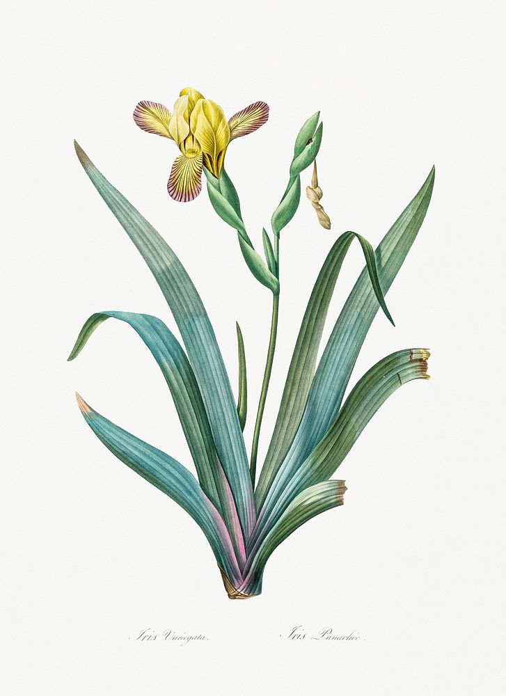 Hungarian iris illustration from Les liliac&eacute;es (1805) by Pierre-Joseph Redout&eacute;. Original from New York Public…