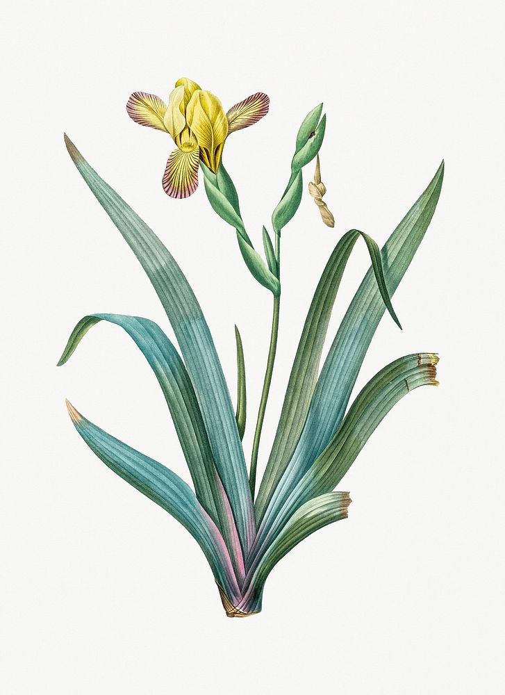 Vintage Illustration of Hungarian iris