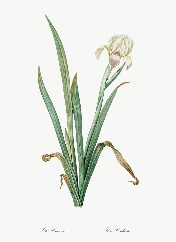 Crimean iris illustration from Les liliac&eacute;es (1805) by Pierre-Joseph Redout&eacute;. Original from New York Public…