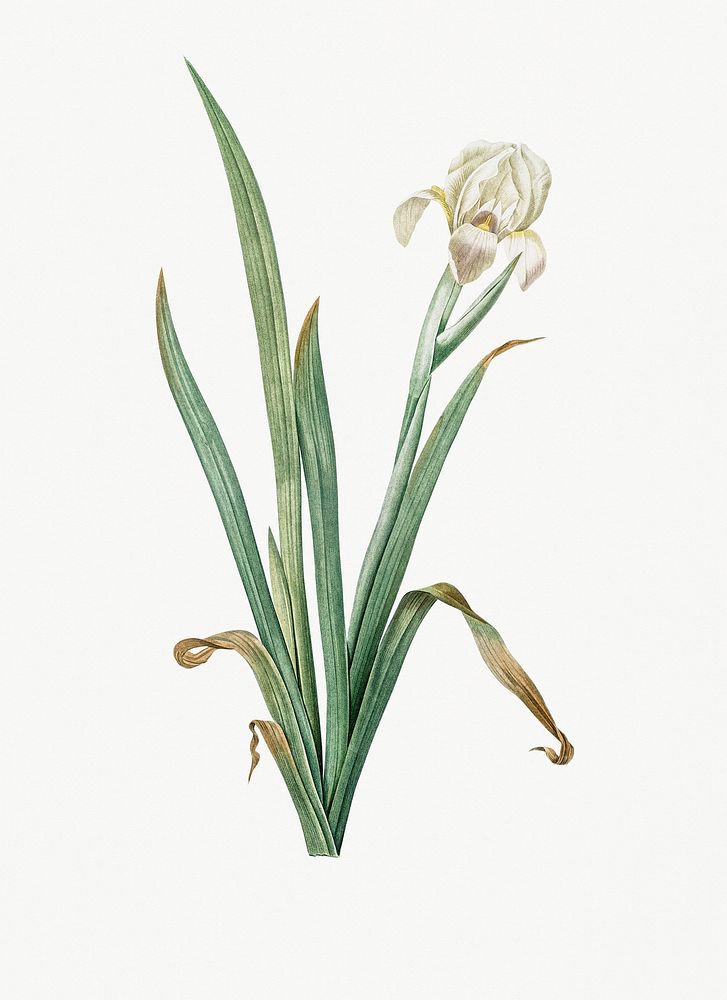 Vintage Illustration of Crimean iris