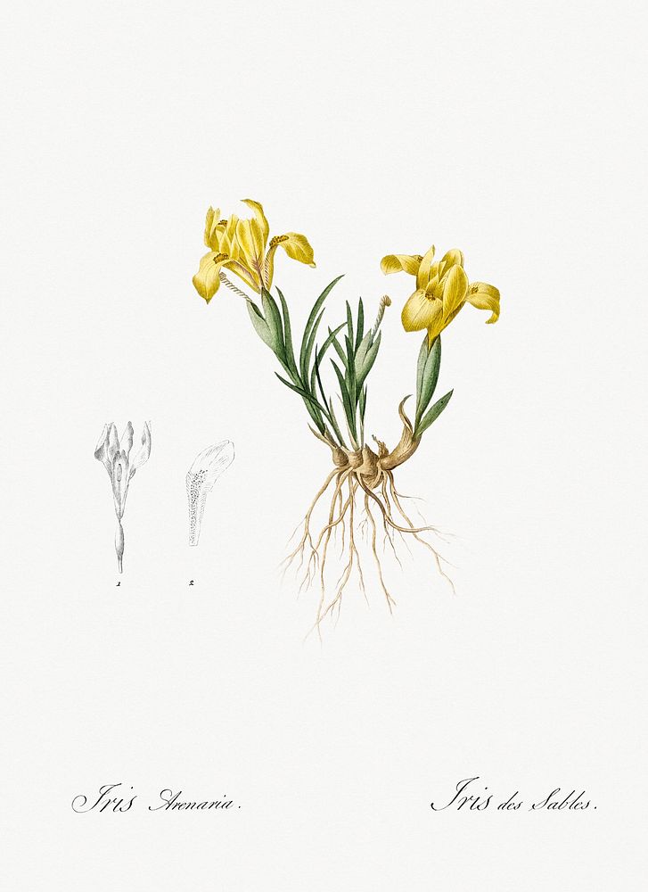 Sand iris illustration from Les liliac&eacute;es (1805) by Pierre Joseph Redout&eacute; (1759-1840). Original from New York…