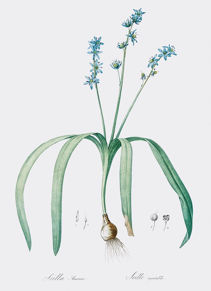 Star squill illustration from Les liliac&eacute;es (1805) by Pierre Joseph Redout&eacute; (1759-1840). Original from New…
