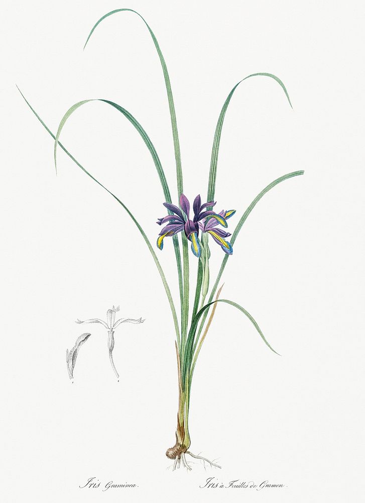 Grass leaved iris illustration from Les liliac&eacute;es (1805) by Pierre Joseph Redout&eacute; (1759-1840). Original from…