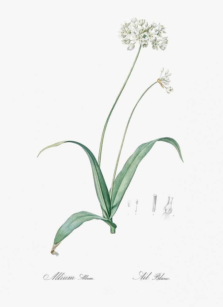 Spring garlic illustration from Les liliac&eacute;es (1805) by Pierre Joseph Redout&eacute; (1759-1840). Original from New…