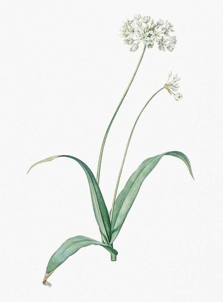 Vintage Illustration of Spring garlic