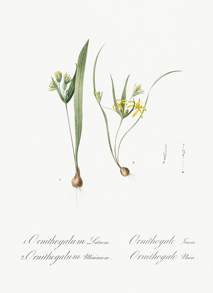 1. Yellow star-of-bethlehem 2. Small star-of-bethlehem illustration from Les liliac&eacute;es (1805) by Pierre Joseph…