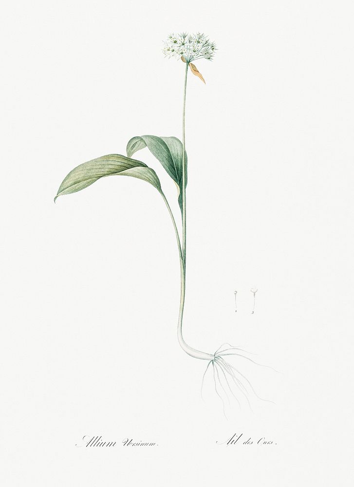 Ramsons illustration from Les liliac&eacute;es (1805) by Pierre Joseph Redout&eacute; (1759-1840). Original from New York…