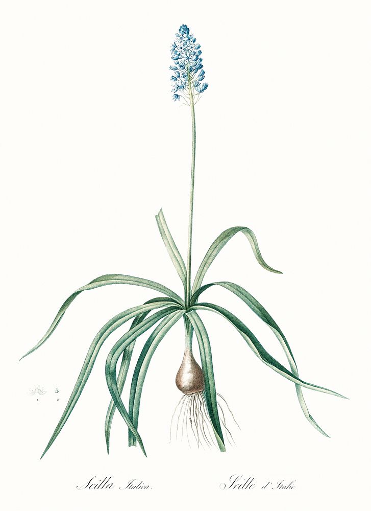 Italian bluebell illustration from Les liliac&eacute;es (1805) by Pierre Joseph Redout&eacute; (1759-1840). Original from…