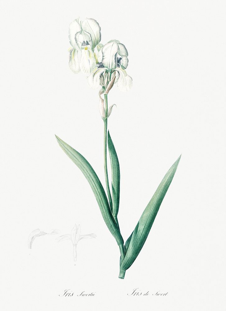Tall bearded iris illustration from Les liliac&eacute;es (1805) by Pierre-Joseph Redout&eacute;. Original from New York…