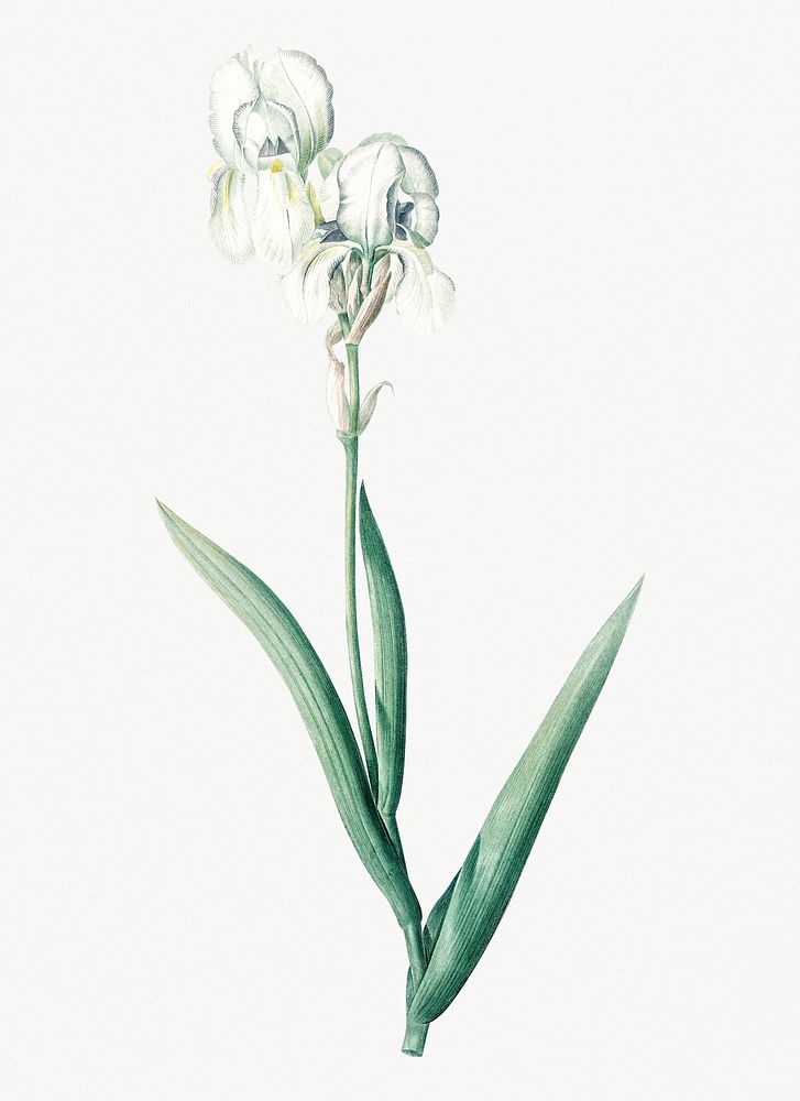 Vintage Illustration of Tall bearded iris