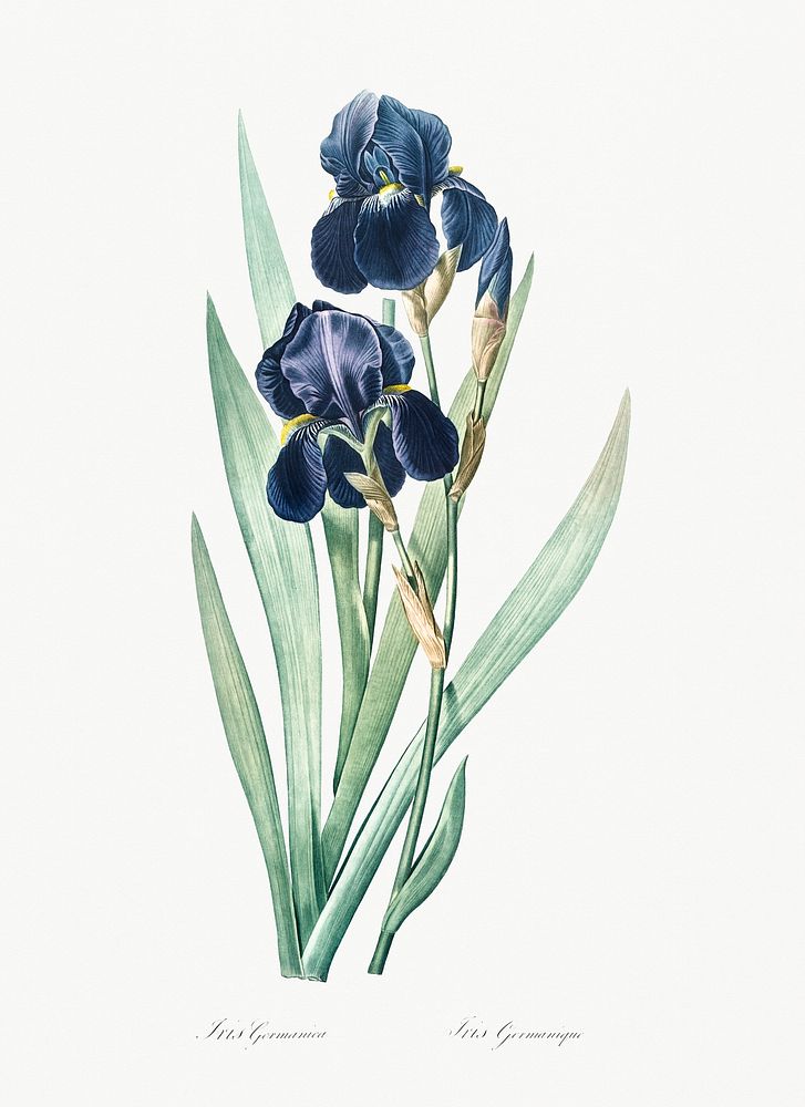 German iris illustration from Les liliac&eacute;es (1805) by Pierre-Joseph Redout&eacute;. Original from New York Public…
