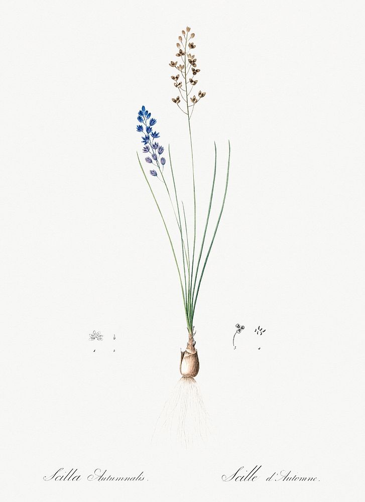 Autumn squill illustration from Les liliac&eacute;es (1805) by Pierre Joseph Redout&eacute; (1759-1840). Original from New…