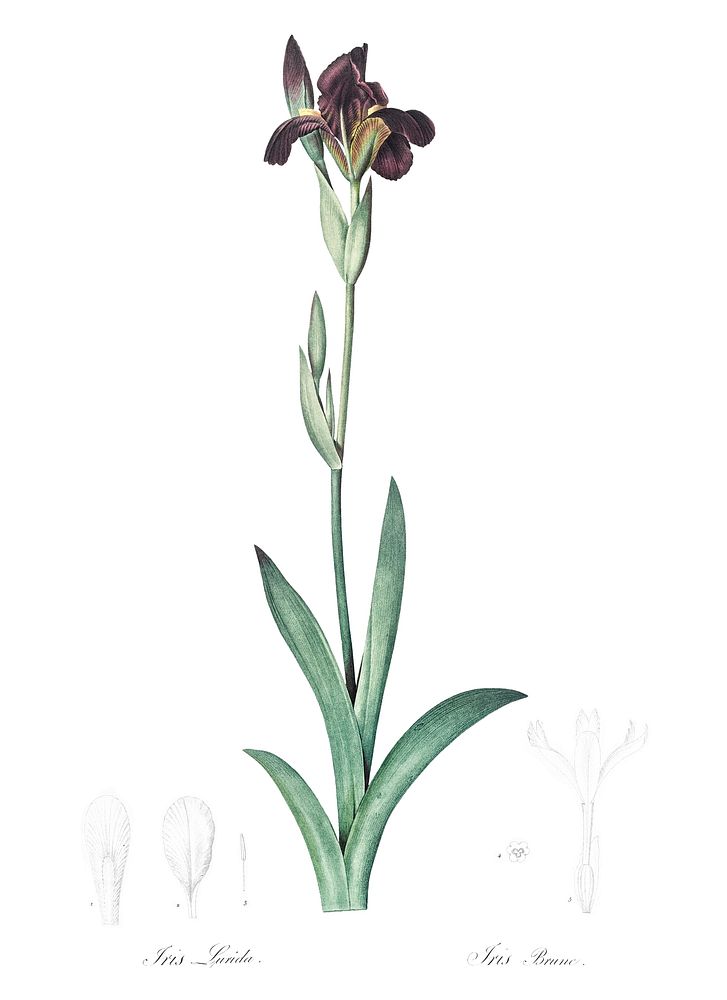 Dingy flag iris illustration from Les liliac&eacute;es (1805) by Pierre Joseph Redout&eacute; (1759-1840). Original from New…