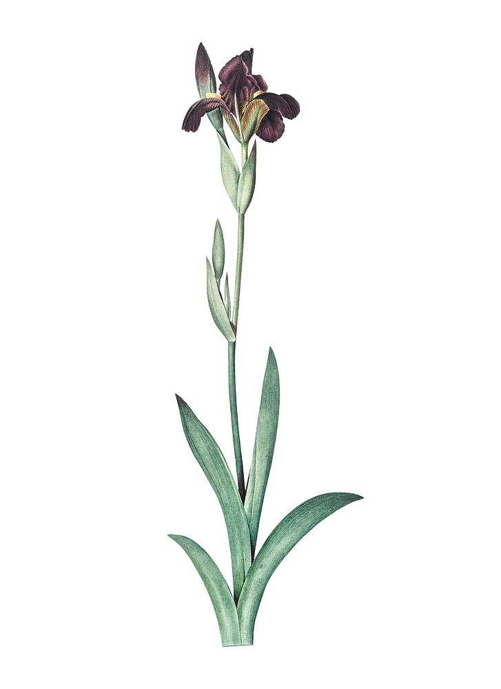 Vintage Illustration of Dingy flag iris