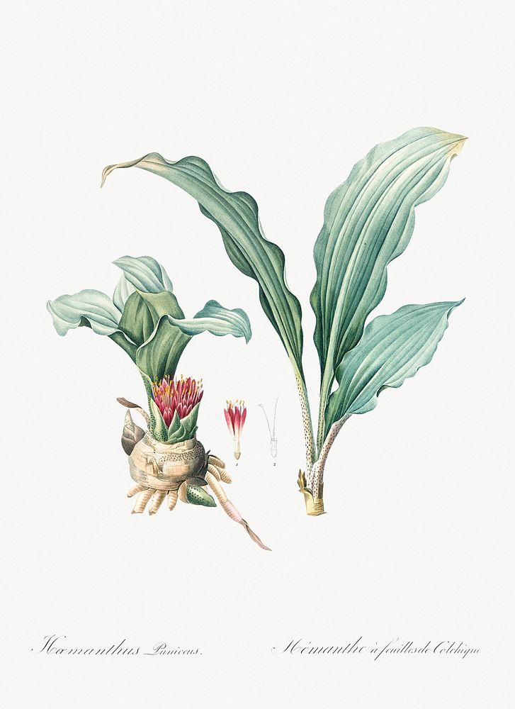 Paintbrush lily illustration from Les liliac&eacute;es (1805) by Pierre Joseph Redout&eacute; (1759-1840). Original from New…