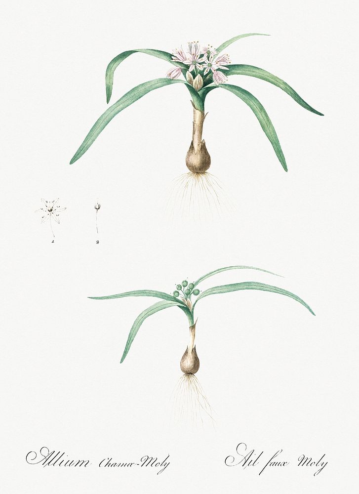 Dwarf garlic illustration from Les liliac&eacute;es (1805) by Pierre Joseph Redout&eacute; (1759-1840). Original from New…