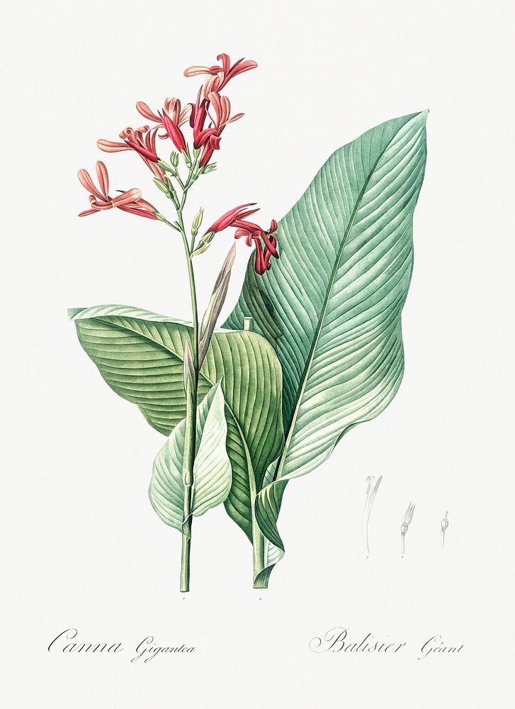 Canna lily illustration from Les liliac&eacute;es (1805) by Pierre-Joseph Redout&eacute;. Original from New York Public…