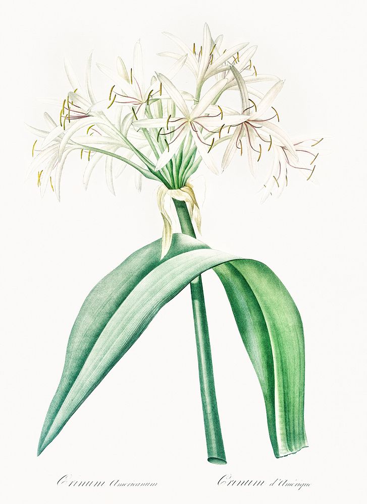 Florida swamp-lily illustration from Les liliac&eacute;es (1805) by Pierre Joseph Redout&eacute; (1759-1840). Original from…