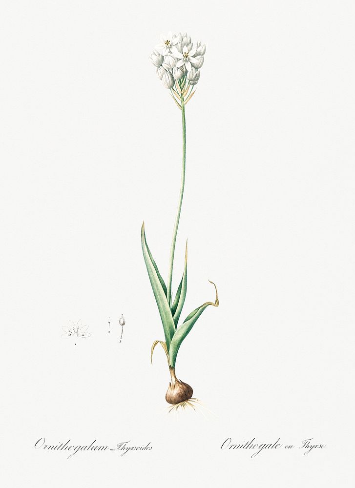 Chincherinchee illustration from Les liliac&eacute;es (1805) by Pierre Joseph Redout&eacute; (1759-1840). Original from New…