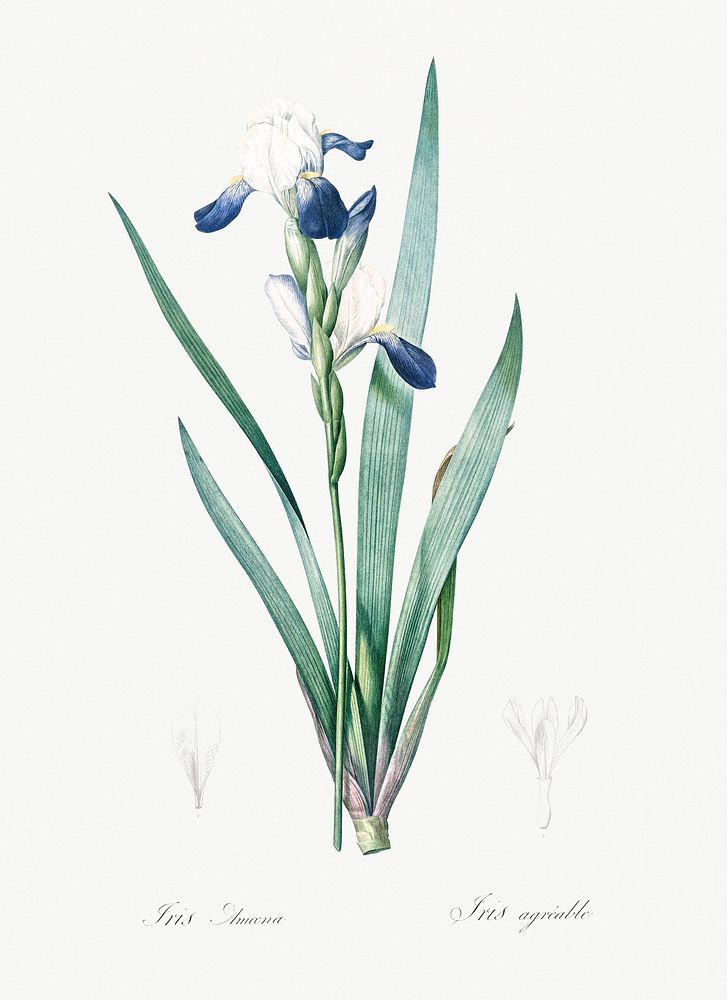 Tall bearded iris illustration from Les liliac&eacute;es (1805) by Pierre Joseph Redout&eacute; (1759-1840). Original from…