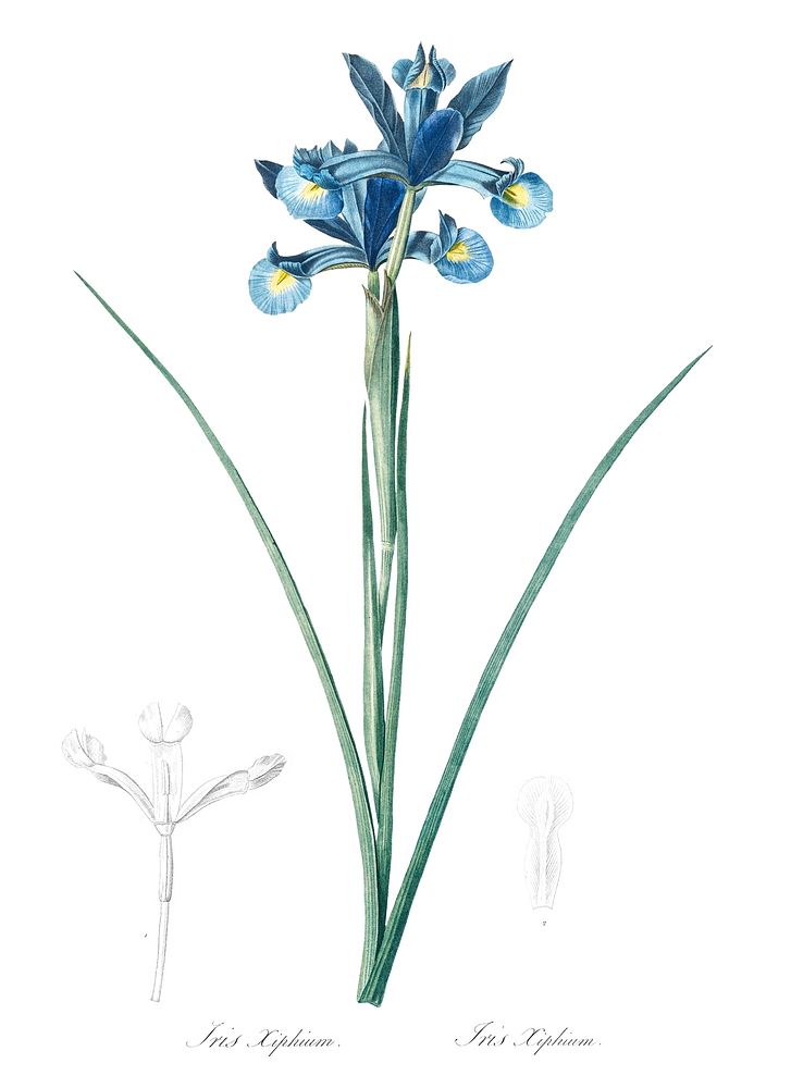 Spanish iris illustration from Les liliac&eacute;es (1805) by Pierre-Joseph Redout&eacute;. Original from New York Public…