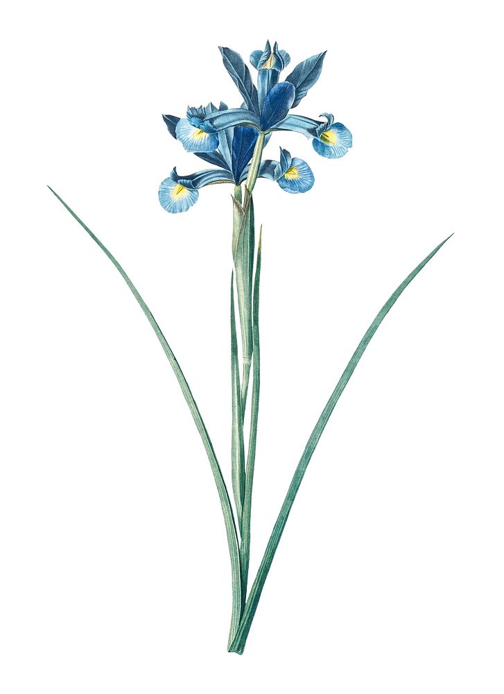 Vintage Illustration of Spanish iris