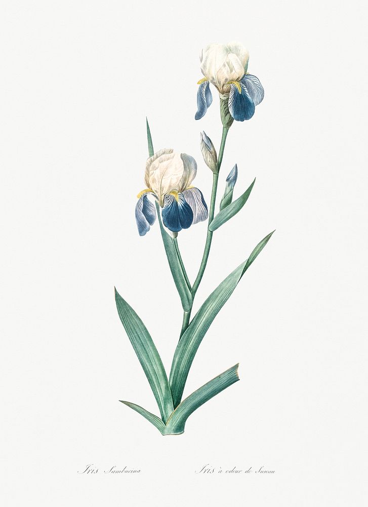 Elder scented iris illustration from Les liliac&eacute;es (1805) by Pierre-Joseph Redout&eacute;. Original from New York…