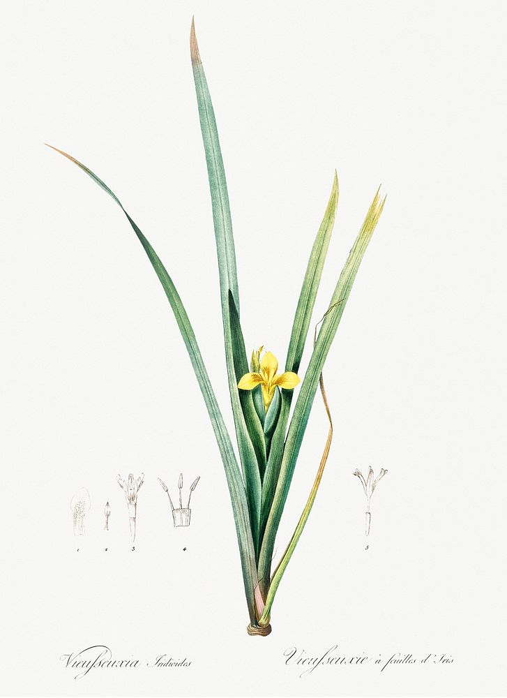 Yellow iris illustration from Les liliac&eacute;es (1805) by Pierre Joseph Redout&eacute; (1759-1840). Original from New…