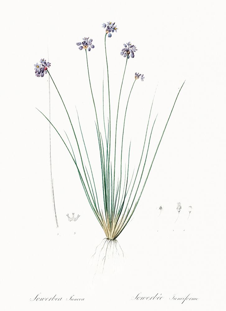 Vanilla lily illustration from Les liliac&eacute;es (1805) by Pierre Joseph Redout&eacute; (1759-1840). Original from New…