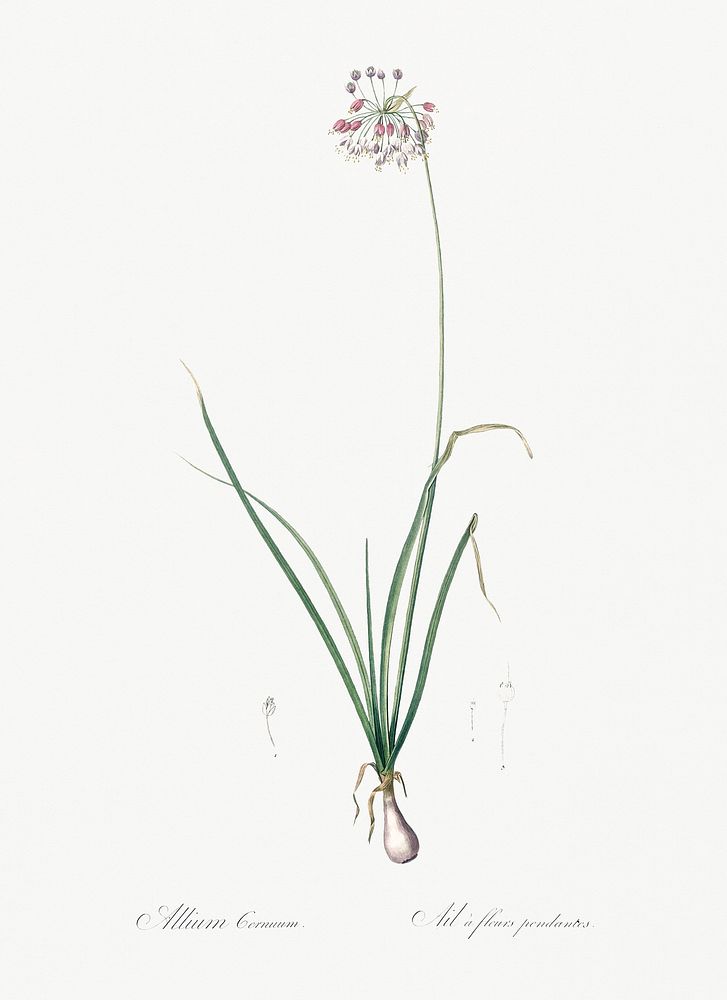 Nodding onion illustration from Les liliac&eacute;es (1805) by Pierre Joseph Redout&eacute; (1759-1840). Original from New…