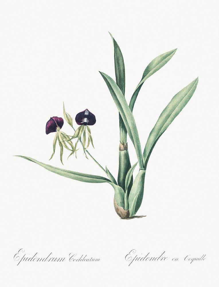 Clamshell orchid illustration from Les liliac&eacute;es (1805) by Pierre Joseph Redout&eacute; (1759-1840). Original from…