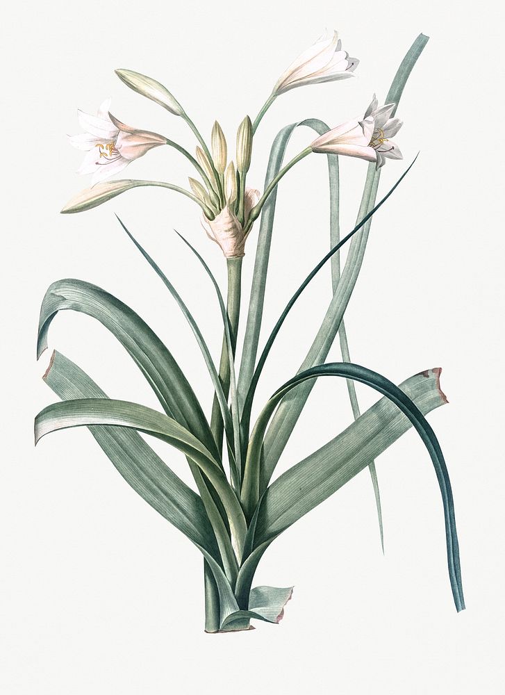 Vintage Illustration of Malgas lily