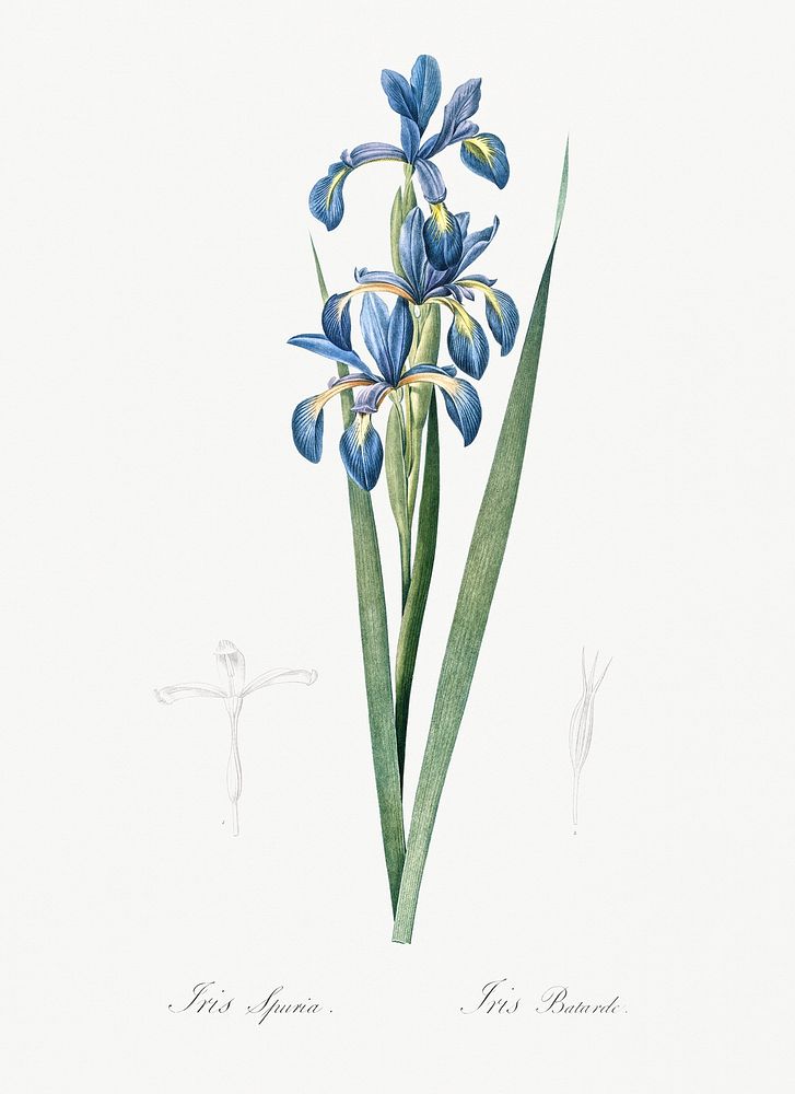Blue iris illustration from Les liliac&eacute;es (1805) by Pierre Joseph Redout&eacute; (1759-1840). Original from New York…