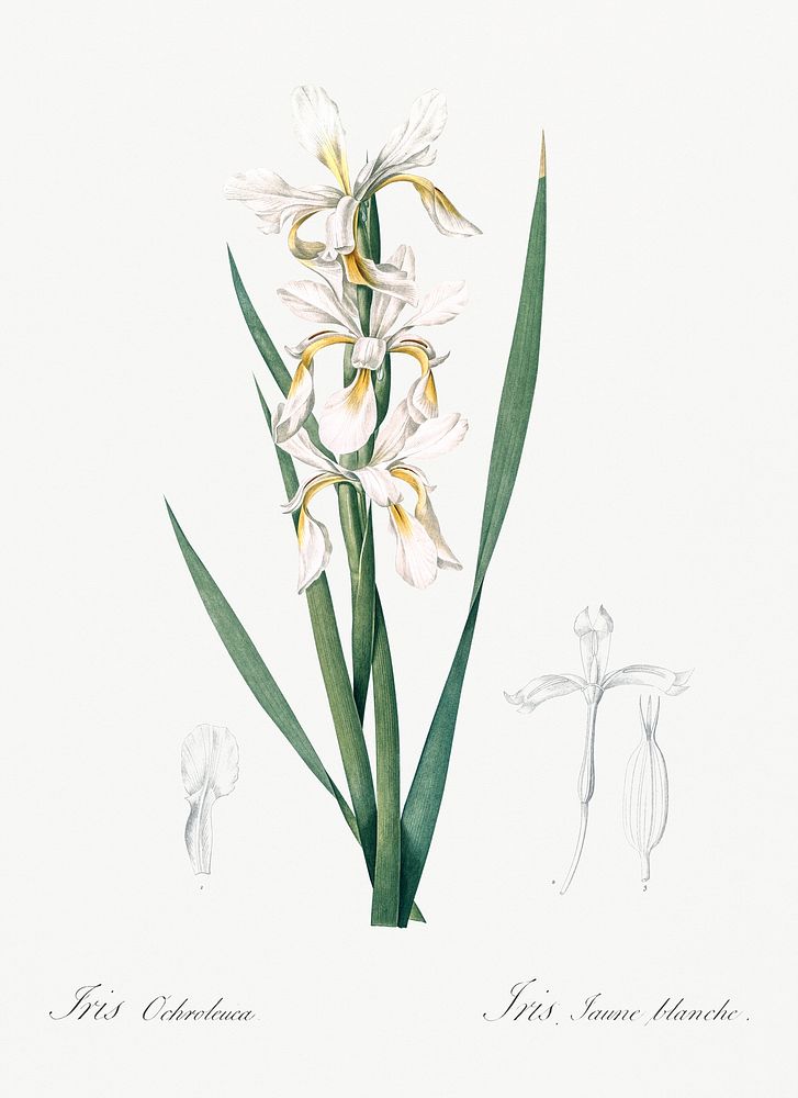 Yellow banded iris illustration from Les liliac&eacute;es (1805) by Pierre Joseph Redout&eacute; (1759-1840). Original from…