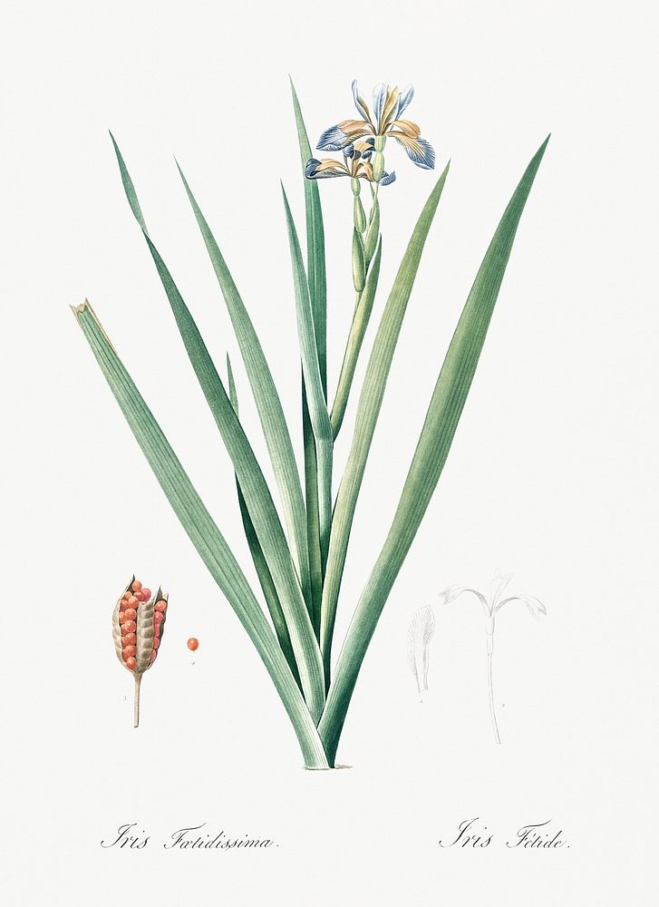 Stinking iris illustration from Les liliac&eacute;es (1805) by Pierre Joseph Redout&eacute; (1759-1840). Original from New…