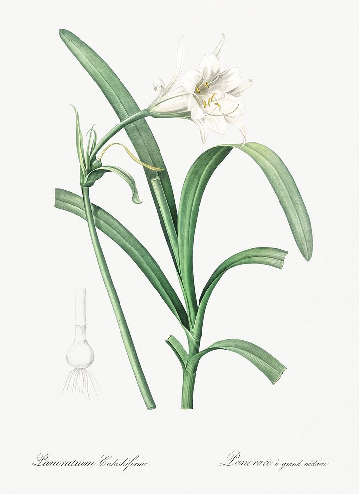 Peruvian daffodil illustration from Les liliac&eacute;es (1805) by Pierre-Joseph Redout&eacute;. Original from New York…