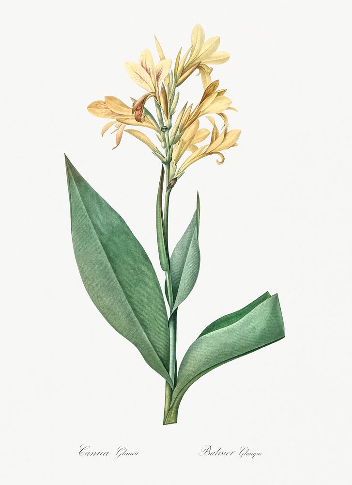Water canna illustration from Les liliac&eacute;es (1805) by Pierre-Joseph Redout&eacute;. Original from New York Public…