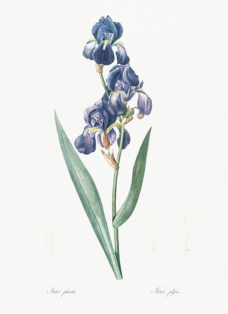 Dalmatian iris illustration from Les liliac&eacute;es (1805) by Pierre-Joseph Redout&eacute;. Original from New York Public…