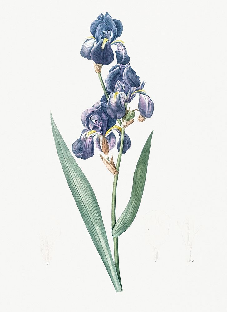 Vintage Illustration of Dalmatian iris