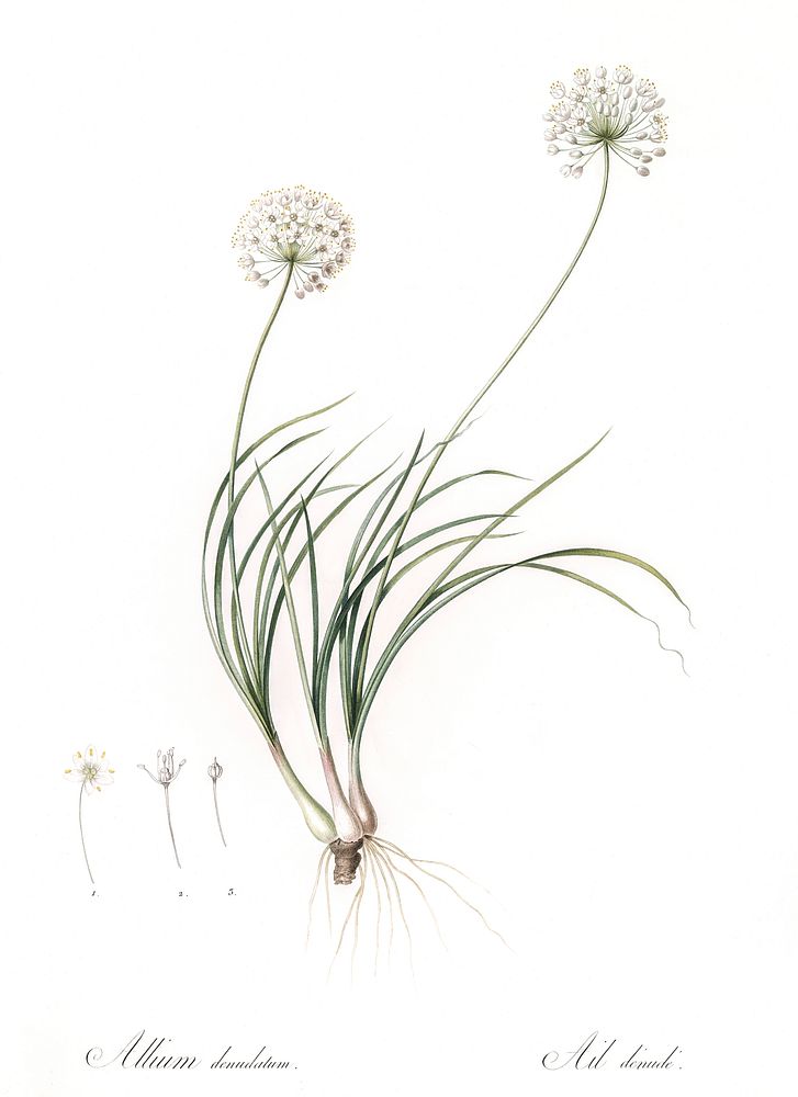 Allium denudatum illustration from Les liliac&eacute;es (1805) by Pierre Joseph Redout&eacute; (1759-1840). Original from…